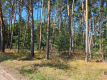 Ogłoszenie - Sprzedam Działki Dąbrowa gmina Kuślin - Poznań - 95 000,00 zł