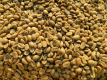 Ogłoszenie - top-quality Ugandan robusta and Arabica coffee beans? Contact +27719755564 - Warmińsko-mazurskie - 887,00 zł
