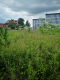 Ogłoszenie - Rdestowiec, barszcz Sosnowskiego, cennik, Tel. 504-746-203, usuwania, usługa likwidacji rdestowca.. Miniaturka 1