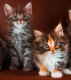 Ogłoszenie - Zarejestrowane w GCCF kocięta Maine Coon - Wrocław