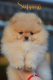 Ogłoszenie - Pomeranian Boo Szczenięta