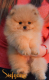 Ogłoszenie - Pomeranian Boo Szczenięta