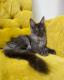 Ogłoszenie - Kocięta Maine Coon z pełnym rodowodem TICA - Wałbrzych - 5 000,00 zł