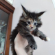 Ogłoszenie - Kocięta Maine Coon z pełnym rodowodem TICA - Wałbrzych - 5 000,00 zł