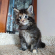 Ogłoszenie - Kocięta Maine Coon z pełnym rodowodem TICA - Wałbrzych - 5 000,00 zł