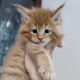 Ogłoszenie - Kocięta Maine Coon z pełnym rodowodem TICA - Wałbrzych - 5 000,00 zł