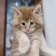 Ogłoszenie - Kocięta Maine Coon z pełnym rodowodem TICA - Wałbrzych - 5 000,00 zł