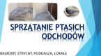 Ogłoszenie - Usługi sprzątania strychu, tel. 504-746-203, gołębich zanieczyszczeń, odchodów, Wrocław, cennik - Wrocław