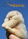 Ogłoszenie - Szpic miniaturowy Pomeranian Szczenięta - Wesoła