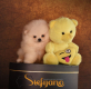 Ogłoszenie - Szpic miniaturowy Pomeranian Szczenięta - Wesoła
