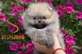 Ogłoszenie - Szpic miniaturowy Pomeranian Szczenięta - Wesoła
