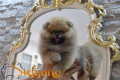 Ogłoszenie - Szpic miniaturowy Pomeranian Szczenięta - Wesoła