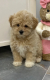 Ogłoszenie - Maltipoo Szczeniaki - Warszawa