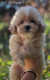 Ogłoszenie - Maltipoo Szczeniaki - Warszawa