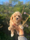 Ogłoszenie - Maltipoo Szczeniaki - Warszawa