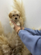 Ogłoszenie - Maltipoo Szczeniaki - Warszawa