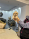 Ogłoszenie - Maltipoo Szczeniaki - Warszawa