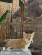 Ogłoszenie - Welsh Corgi Pembroke – Piękne szczenięta - Praga-Północ