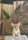 Ogłoszenie - Welsh Corgi Pembroke – Piękne szczenięta - Praga-Północ