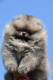 Ogłoszenie - Szpic miniaturowy Pomeranian Szczenięta - Wilanów