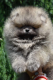 Ogłoszenie - Szpic miniaturowy Pomeranian Szczenięta - Wilanów