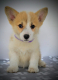 Ogłoszenie - Welsh Corgi Pembroke – Piękne szczenięta - Ochota