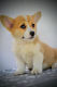 Ogłoszenie - Welsh Corgi Pembroke – Piękne szczenięta - Ochota