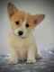 Ogłoszenie - Welsh Corgi Pembroke – Piękne szczenięta - Ochota