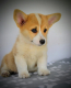 Ogłoszenie - Welsh Corgi Pembroke – Piękne szczenięta - Ochota