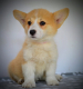 Ogłoszenie - Welsh Corgi Pembroke – Piękne szczenięta - Ochota