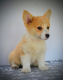 Ogłoszenie - Welsh Corgi Pembroke – Piękne szczenięta - Ochota