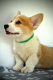 Ogłoszenie - Welsh Corgi Pembroke – Piękne szczenięta - Ochota