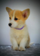 Ogłoszenie - Welsh Corgi Pembroke – Piękne szczenięta - Ochota