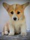 Ogłoszenie - Welsh Corgi Pembroke – Piękne szczenięta - Ochota