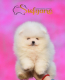 Ogłoszenie - Pomeranian Boo Szczenięta - Mokotów