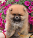Ogłoszenie - Pomeranian Boo Szczenięta - Mokotów