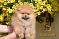 Ogłoszenie - Pomeranian Boo Szczenięta