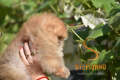 Ogłoszenie - Pomeranian Boo Szczenięta