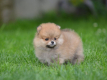 Ogłoszenie - Pomeranian Spitz – Piękne szczenięta. Miniaturka 1