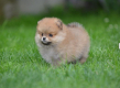 Ogłoszenie - Pomeranian Spitz – Piękne szczenięta. Miniaturka 3