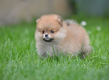Ogłoszenie - Pomeranian Spitz – Piękne szczenięta. Miniaturka 4