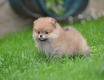 Ogłoszenie - Pomeranian Spitz – Piękne szczenięta. Miniaturka 2