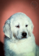 Ogłoszenie - Golden Retriever Piękne Szczenięta. Miniaturka 1