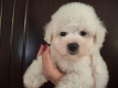 Ogłoszenie - Bichon Frisé Szczenięta. Miniaturka 1