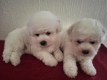 Ogłoszenie - Bichon Frisé Szczenięta. Miniaturka 6