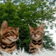 Ogłoszenie - Kocięta bengalskie. Miniaturka 9