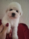 Ogłoszenie - Bichon Frisé Szczenięta. Miniaturka 3