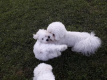 Ogłoszenie - Bichon Frisé Szczenięta. Miniaturka 2