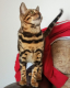 Ogłoszenie - Kocięta bengalskie. Miniaturka 4