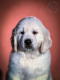 Ogłoszenie - Golden Retriever Piękne Szczenięta. Miniaturka 2
